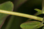 Mountain St. Johnswort